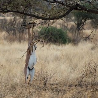 Samburu - Gerenuk
